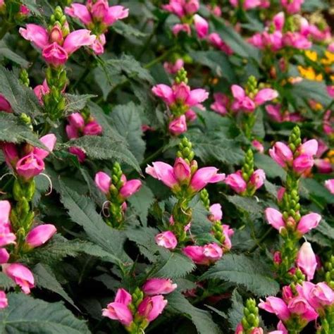Chelone Hot Lips Pink Turtlehead Hot Lips Plant Blooming Plants Hot