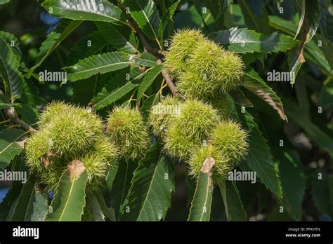 Chestnut Tree Castanea Sativa With Spikey Ripening Fruits Marron
