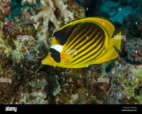 Red Sea Raccoon Butterflyfish Chaetodon Fasciatus Hamata Egypt Red