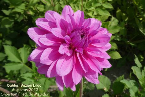 Photo Dahlia Bazuin Lilac Dahlia Hybrid Cultivars Album Nora