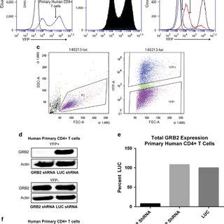 Deae Dextran Facilitates Higher Efficiency Of Lentiviral Transduction