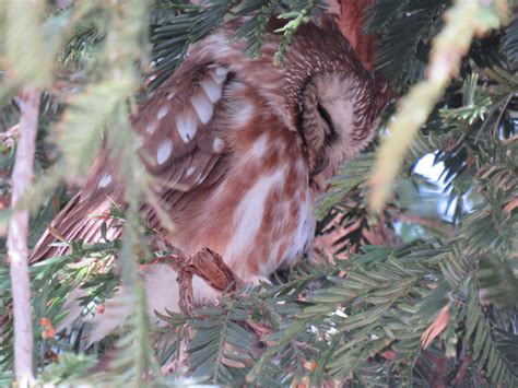 Ebird Checklist Mar Natomas Sac Co Species