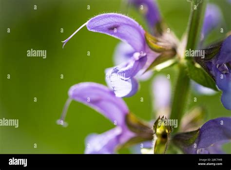 Meadow Sage Hi Res Stock Photography And Images Alamy