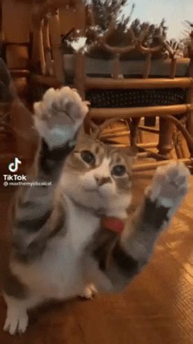 Cat Gato Cat Gato Discover Share Gifs