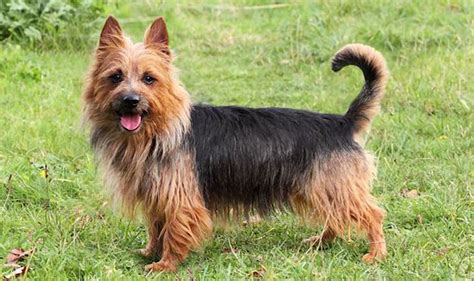 Australian Terrier Lifespan How Long Do Australian Terriers Live