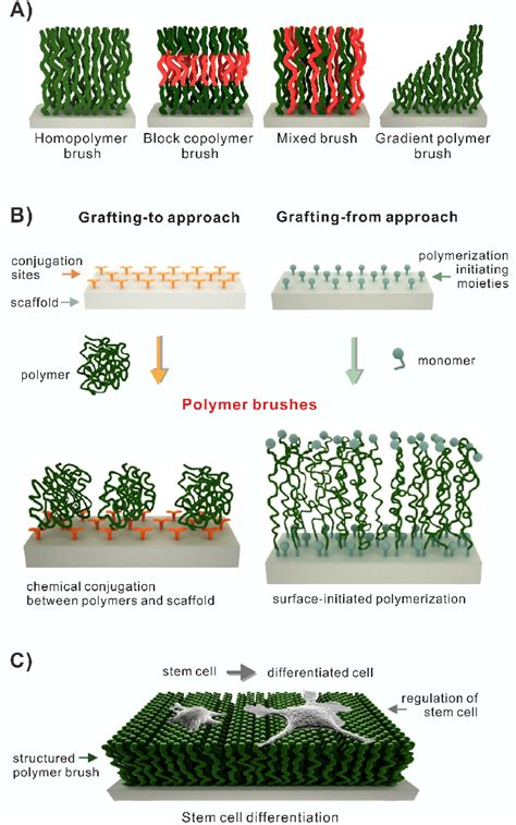 overview   types  polymer brushes homopolymer brush
