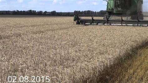 Озимая пшеница, сорт Губернатор Дона (высокоурожайный). - YouTube