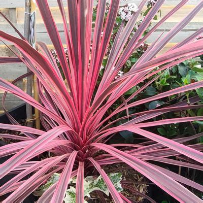 Cordyline Charlie Boy Vente En Ligne De Plants De Cordyline Charlie