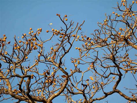 flora  mozambique species information individual images