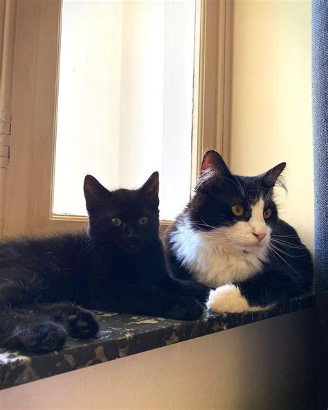 Oreo And Karma On Instagram 🖤 Cat Cats Love Cute Home