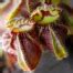 Cephalotus follicularis - Australian Pitcher Plant | Curious Plant