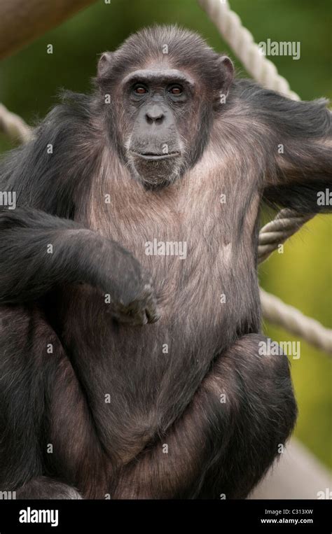 Chimpanzee Pan Troglodytes In Zoo Stock Photo Alamy