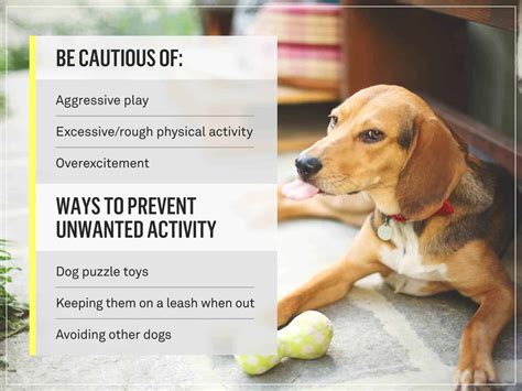 What Is Neutering And Spaying Procedure Benefits And Precautions