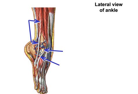 lateral view  ankle deep diagram quizlet