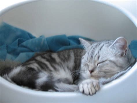 Index of /kayci_kayci