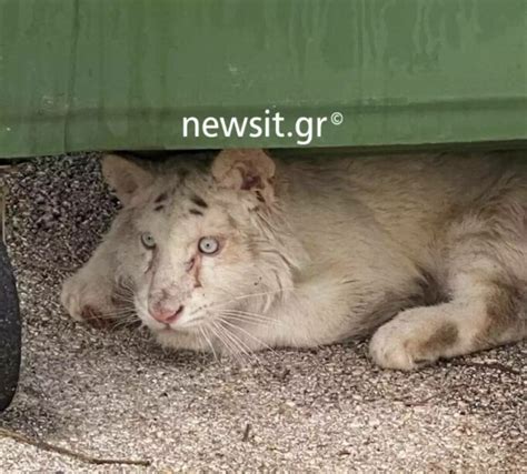 Pui De Tigru Alb Abandonat Ntr O Pubel De Gunoi La Atena Ce Au