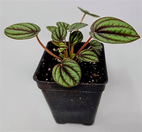 Peperomia 'Piccolo Banda'-TP-PPB