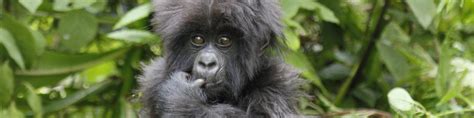 Gorilla Vocalizations - Gorillaland Safaris