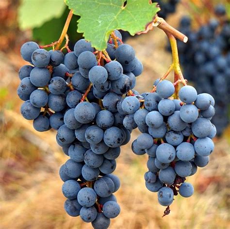 Газета Агромир