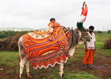 bail pola  festival  show gratitude  hard working bulls