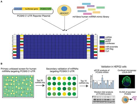 Frontiers High Throughput Screening Identifies MicroRNAs Regulating