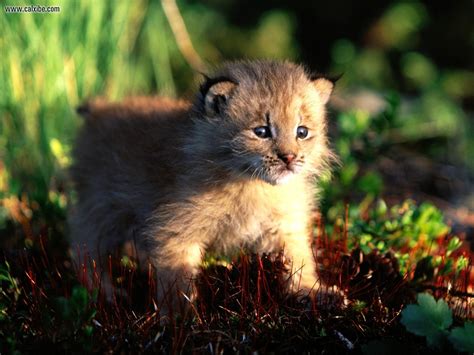 Baby Canadian Lynx