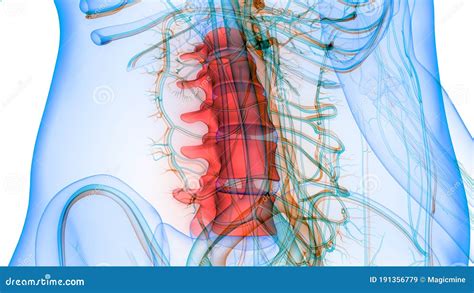 Wervelkolom Lumbale Wervelkolom Anatomie Van Het Menselijk