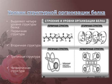 Белки. Состав белков - презентация онлайн