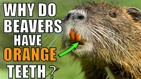 Why Do Beavers Have Orange Teeth Youtube