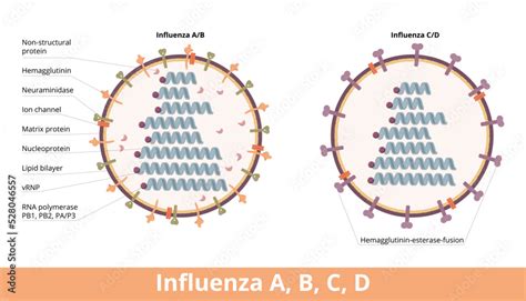 Influenza Types A B C D Four Types Of Influenza Virus Cell