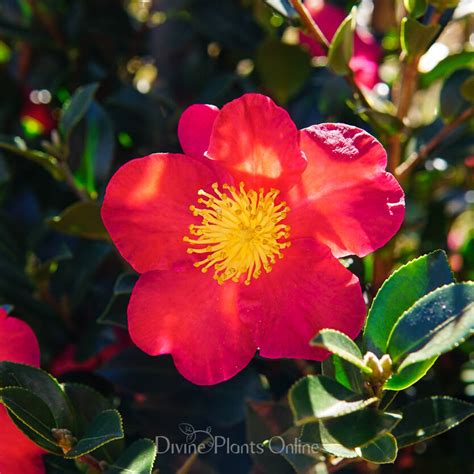 Camellia Sasanqua Yuletide Divine Plants Online Shop