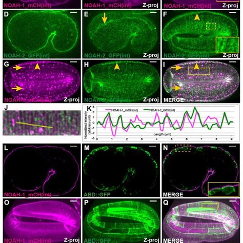 Embryonic Sheath Protein Depletion Induces Hemidesmosome Disruption And