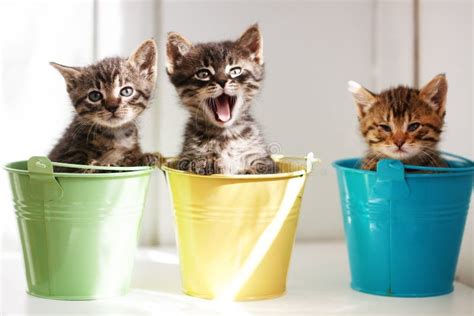 Funny kittens stock photo. Image of lovely, cute, little - 21405974