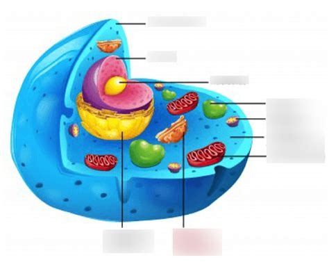 Cell Diagram Quizlet