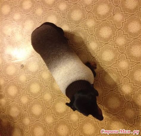 Свитера для таксы - Гардероб для наших любимых питомцев (собак, кошек ...