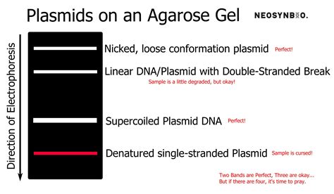 Synthetic Biology Diagrams Neosynbio