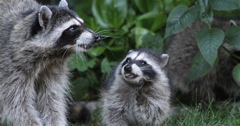 Skunk Poop Vs Raccoon Poop Identifying Differences And Implications