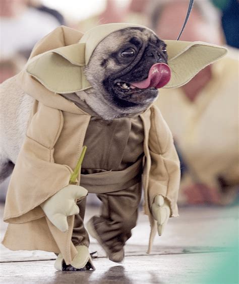 105 Star Wars Dog Names