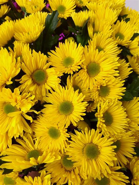 Солнечная хризантема | Plants, Garden, Flowers