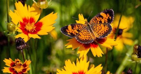 Coreopsis Growing & Care Guide - The Garden Magazine