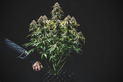 When To Harvest Autoflower Cannabis RQS Blog