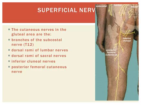 Gluteal region | PPTX