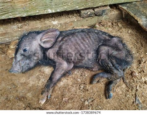 8 Malnourished Piglet Images Stock Photos 3d Objects And Vectors