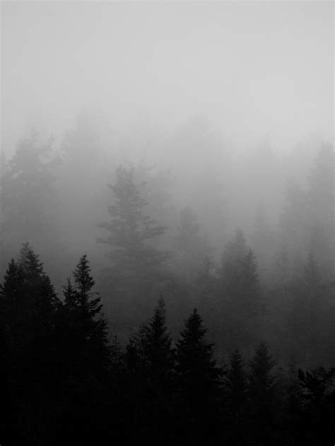 Minimalist Black and White Foggy Landscape Photography Pine Forest Art ...