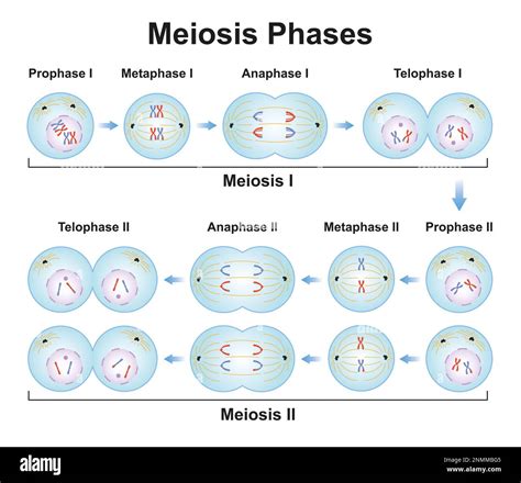 Meiosis Phases And Descriptions