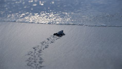 Florida Sea Turtles 101 - Hello South Blog