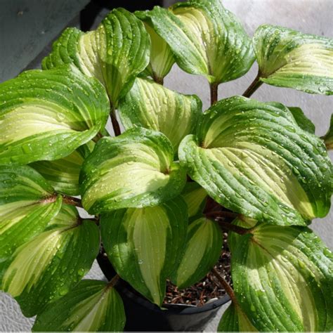 Hosta Raspberry Sundae (M) - Питомник Хуторок