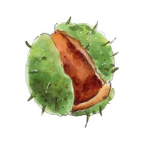 Castanha Aberta Em Aquarela Desenhada à Mão De Casca Verde Isolada Em