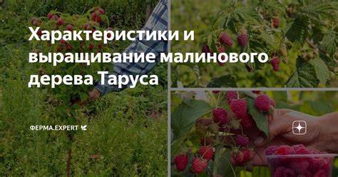 Характеристики и выращивание малинового дерева Таруса | Ферма.expert 🌿 ...