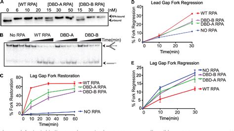 Figure From High Affinity Dna Binding Domains Of Replication Protein